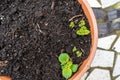 Young potato sprouts growing out of a container planter garden, on a patio. Leaves of potato flowers coming out of soil Royalty Free Stock Photo