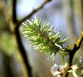 Earring of green color on the background of the park