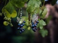 An earring set made of grape clusters on a table. AI generative image.