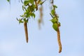 Earrings of birch on a background of the sky closeup Royalty Free Stock Photo