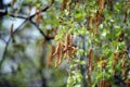 Earrings on birch branches in the spring Royalty Free Stock Photo