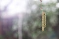 Earrings on a birch tree. Birch seeds on a branch in the morning cool foggy weather at dawn. Betula pendula, silver birch, warty, Royalty Free Stock Photo