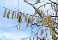 Earrings of the blossoming filbert treelike bear nut, Corylus colurna L