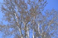 Earrings flowering silver poplar. Flowering poplar