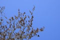 Earrings flowering silver poplar. Flowering poplar