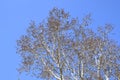 Earrings flowering silver poplar. Flowering poplar Royalty Free Stock Photo