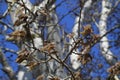 Earrings flowering silver poplar. Flowering poplar