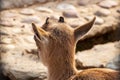 Ears and antlers of a fawn from the back