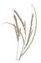 Ears of Asian rice Oryza sativa botanical drawing Royalty Free Stock Photo