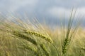 Ears of barley in a field against the sky, close up Royalty Free Stock Photo