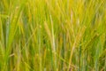 Ears of barley in the field closeup