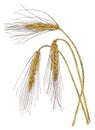 Ears of Barley Hordeum vulgare botanical drawing Royalty Free Stock Photo