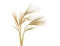 Ears of barley isolated on white background Royalty Free Stock Photo