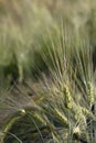 Ears of barley with long awns in a field, close up shot Royalty Free Stock Photo