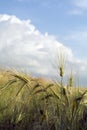 Ears of barley in a sunny field against the cloudy blue sky Royalty Free Stock Photo