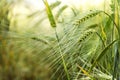 Ears of barley in a sunny field, close up Royalty Free Stock Photo