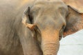 Unassuming Asian elephant, straight on Royalty Free Stock Photo