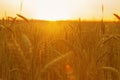 Ears of bread at sunset. Wheat field in the sun Royalty Free Stock Photo