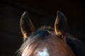 Ears brown horse close-up on a dark background Royalty Free Stock Photo