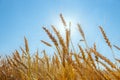 Ears of cereals against the backdrop of the sun and clear blue sky Royalty Free Stock Photo