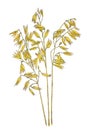 Ears of Common oat Avena sativa botanical drawing