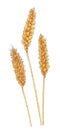 Ears of Common wheat Triticum aestivum botanical drawing Royalty Free Stock Photo