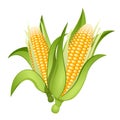 Ears of corn Royalty Free Stock Photo