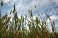 The ears of corn against the sky in summee Royalty Free Stock Photo