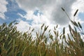The ears of corn against the sky in summer Royalty Free Stock Photo