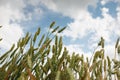 The ears of corn against the sky in summer Royalty Free Stock Photo