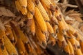 Ears of corn alignment suspended at window in an als Royalty Free Stock Photo