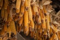 ears of corn alignment suspended at window in an als Royalty Free Stock Photo