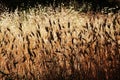 Ears of corn, in backlight, summer, sicily Royalty Free Stock Photo