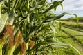 Ears of corn on the edge of a field. Royalty Free Stock Photo