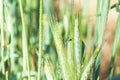 Ears of corn in the field, macro a drop of dew or rain. Wheat ear in droplets of dew in nature on a soft blurry gold background Royalty Free Stock Photo