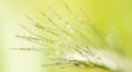Ears of corn in the field, macro a drop of dew or rain. Wheat ear in droplets of dew in nature on a soft blurry gold background Royalty Free Stock Photo