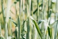 Ears of corn in the field, macro a drop of dew or rain. Wheat ear in droplets of dew in nature on a soft blurry gold background Royalty Free Stock Photo