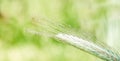 Ears of corn in the field, macro a drop of dew or rain. Wheat ear in droplets of dew in nature on a soft blurry gold background Royalty Free Stock Photo