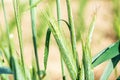 Ears of corn in the field, macro a drop of dew or rain. Wheat ear in droplets of dew in nature on a soft blurry gold background Royalty Free Stock Photo