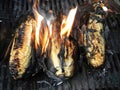 Ears of corn on the grill Royalty Free Stock Photo