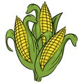 Corncobs with yellow corns and green leaves group illustration
