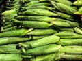 Ears of Corn Royalty Free Stock Photo
