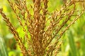 Ears of corn seeds background