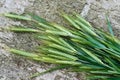 Ears of corns on the wooden grey background Royalty Free Stock Photo