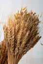 Ears of different types of cereals: wheat, oats, rye. Selective Royalty Free Stock Photo