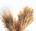 Ears of different types of cereals: wheat, oats, rye. selective Royalty Free Stock Photo