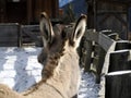 Ears of donkey close up in winter