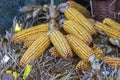 Ears of dried corn as decoration for Christmas Royalty Free Stock Photo