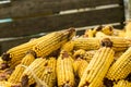 Ears of dried corn or maize Royalty Free Stock Photo