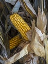 Dried Field Corn and Stalks